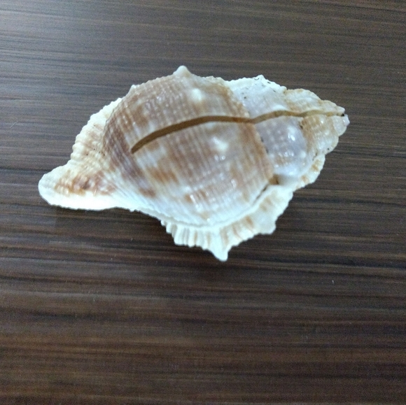 *Wedding/Party Decor* - Picture 2 of 4